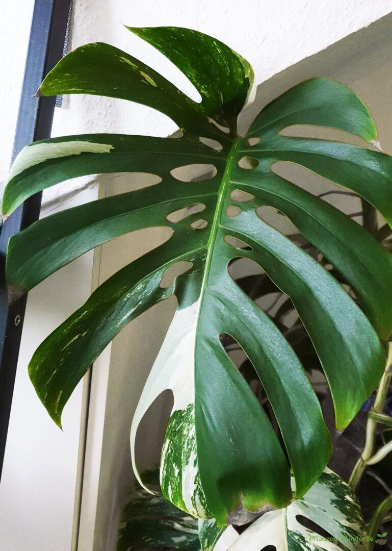 Monstera Deliciosa Borsignia Albo Variegata