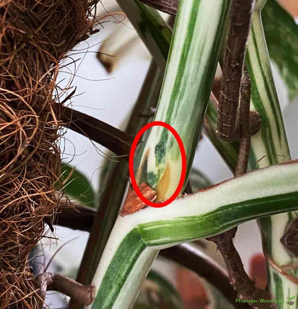 Monstera Variegata
