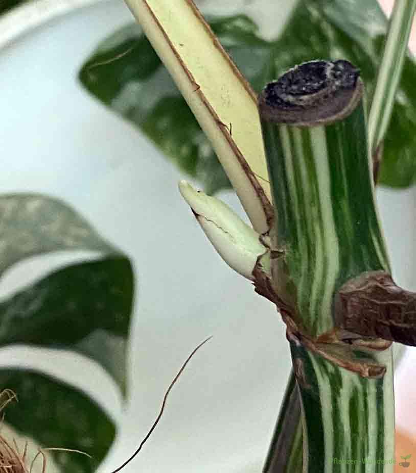 Monstera Variegata 19 Monstera Variegata