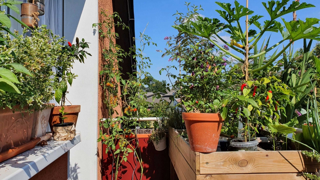 Urban Gardening Hochbeet