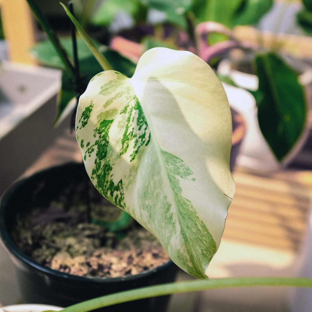 Monstera Variegata