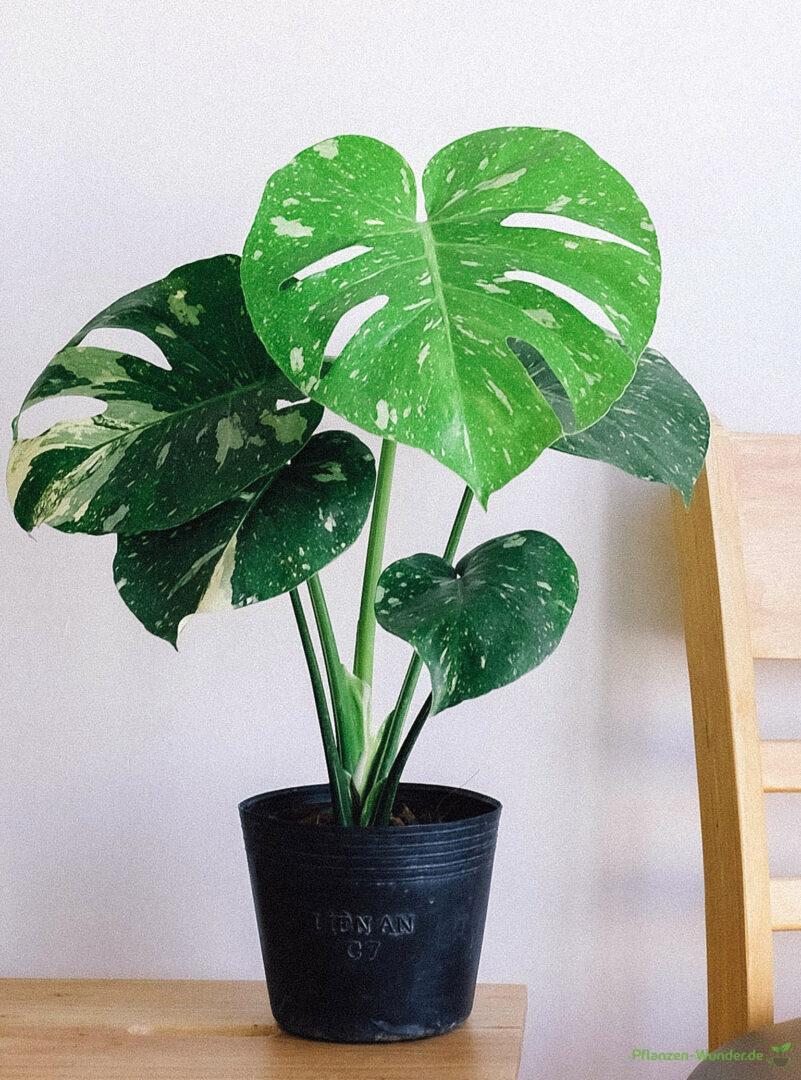 Monstera Thai Constellation Variegata