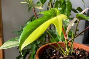 Philodendron Florida Beauty (2)