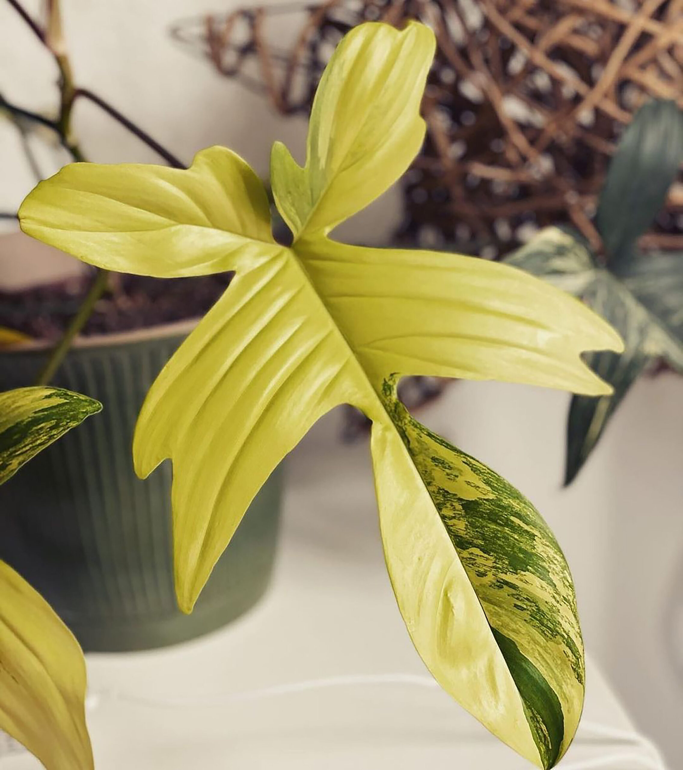 Philodendron Florida Beauty Variegata Pflanzen Wunder Philodendron Florida Beauty Variegata Pflanzen Wunder