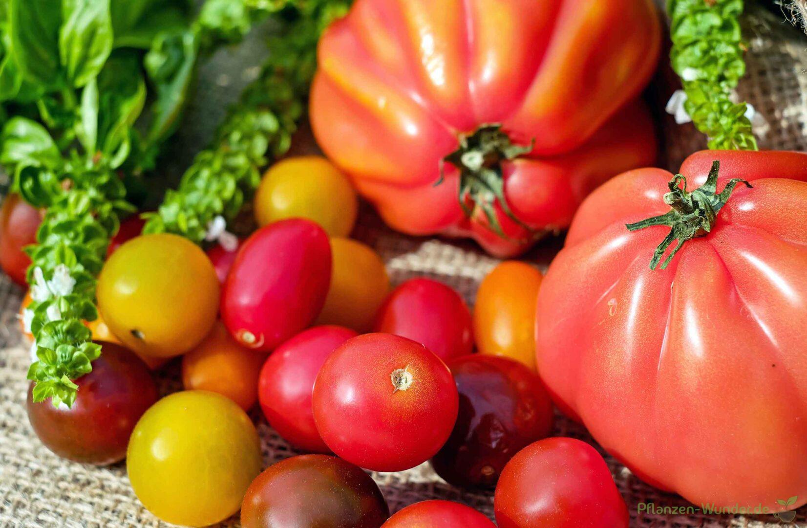 Tomate
