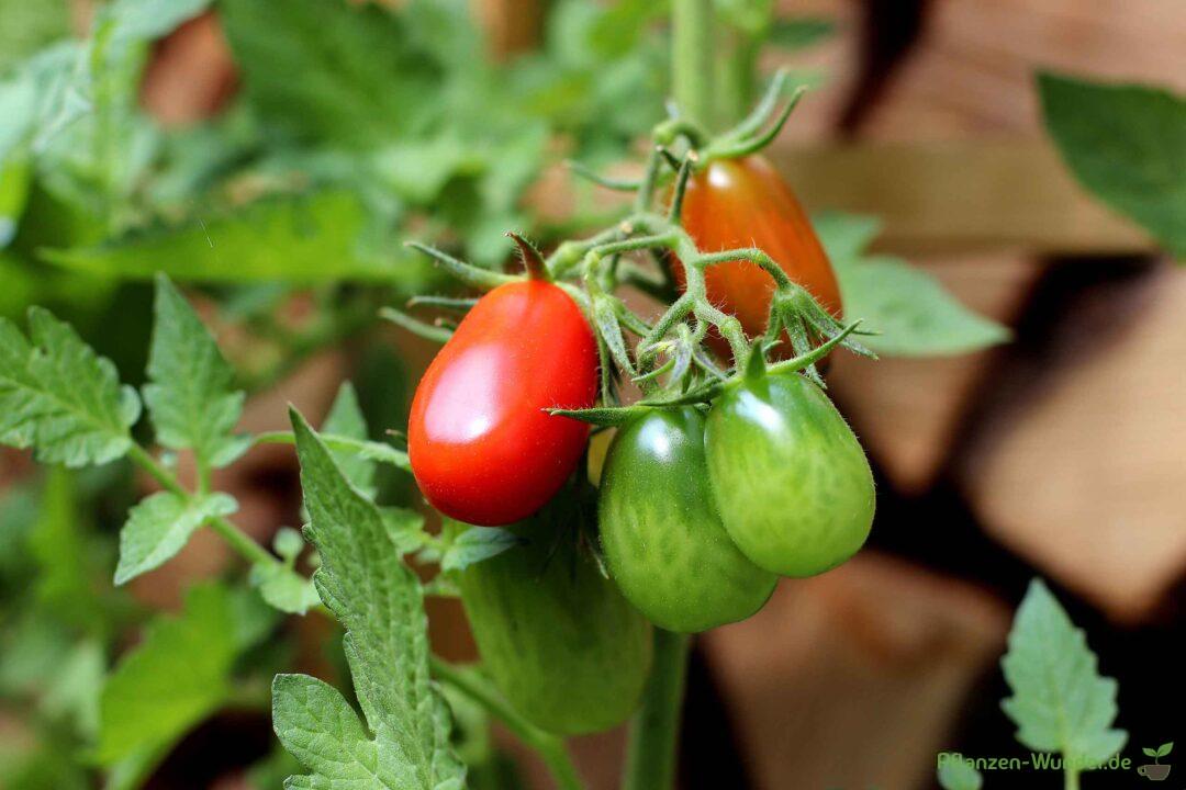 Tomaten - Pflanzen-Wunder