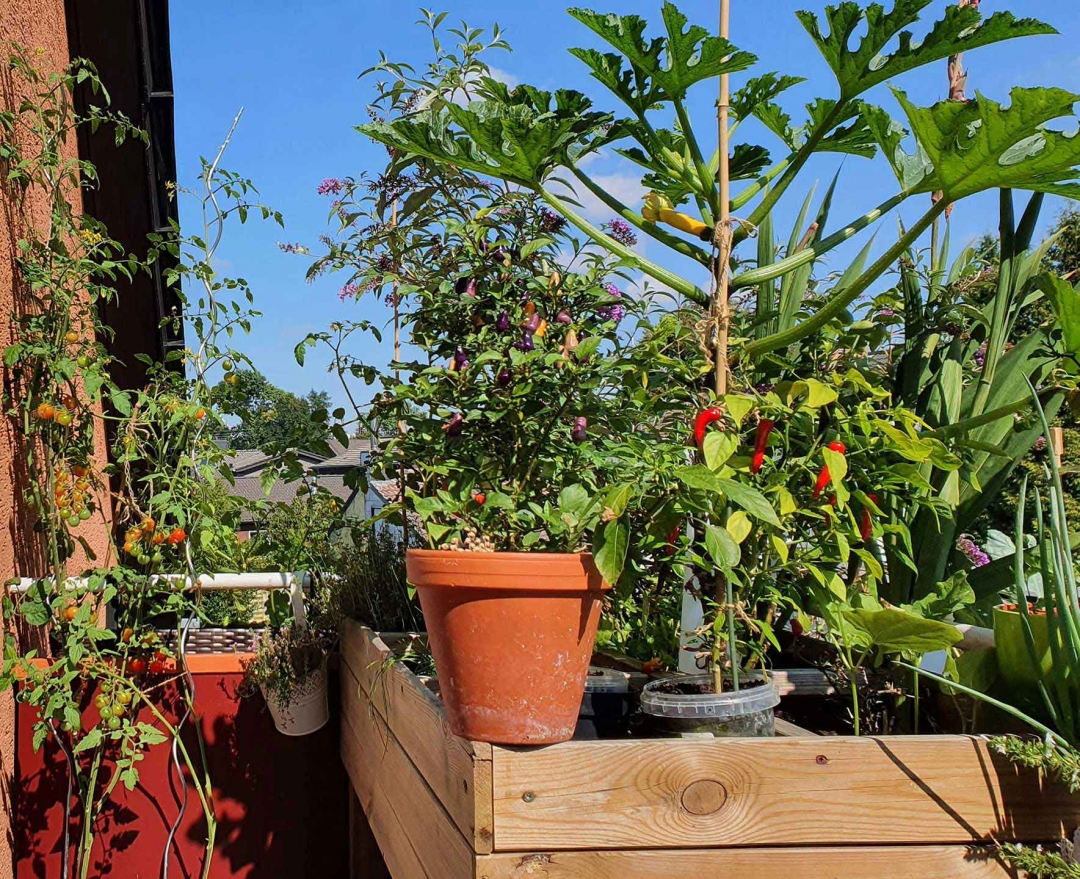 Urban Gardening - 5 Schritte zum einzigartigen Balkon 1 Urban Gardening Hochbeet