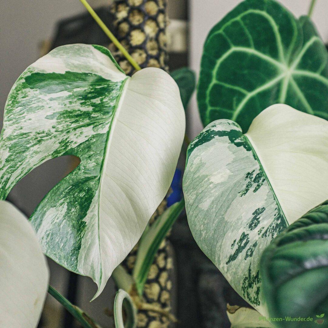 Monstera Variegata