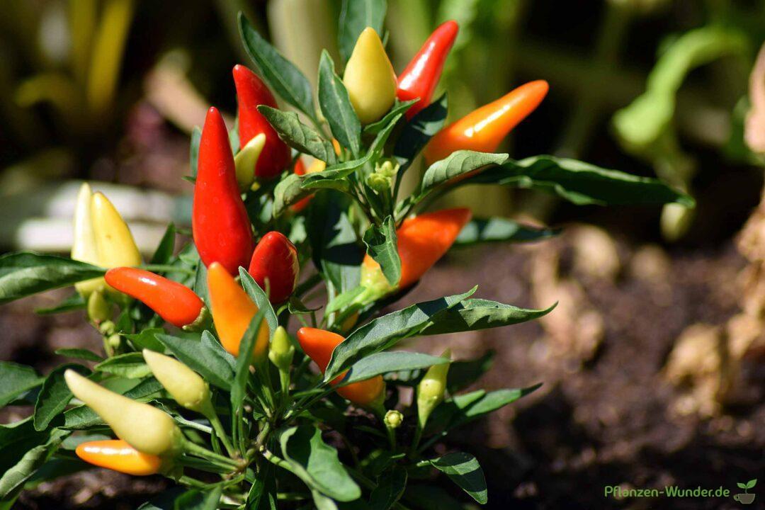 Chili