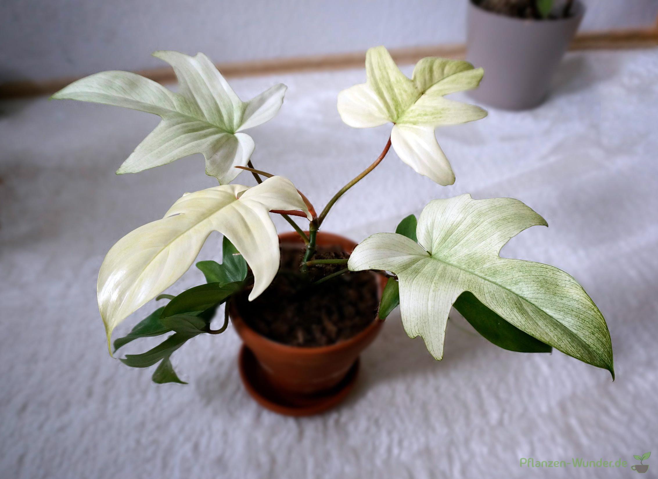 Philodendron Florida Ghost Pflanzen Wunder Philodendron Florida Ghost Pflanzen Wunder