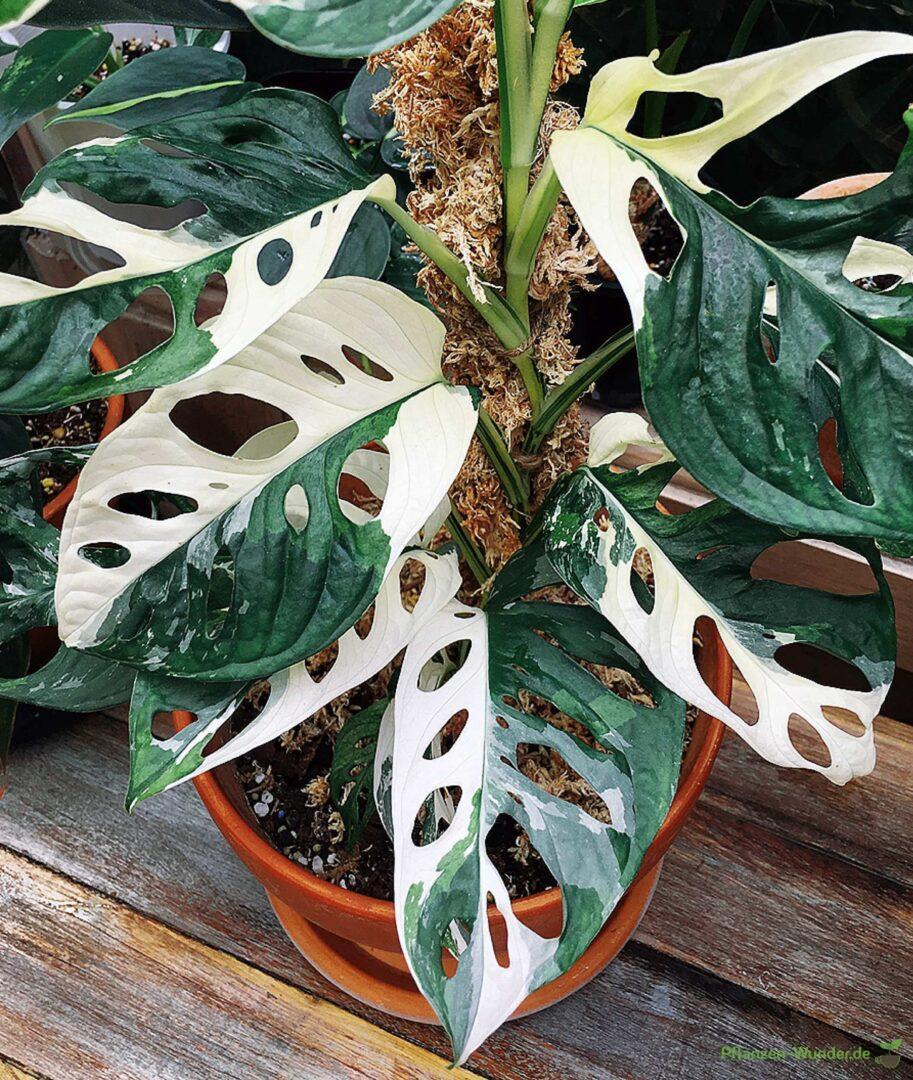 Monstera Adansonii Variegata