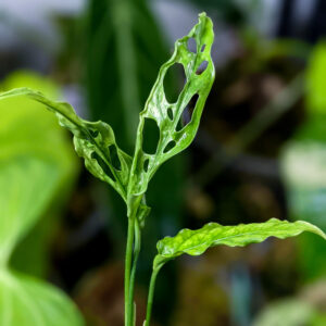 Monster Obliqua Jungpflanze 001