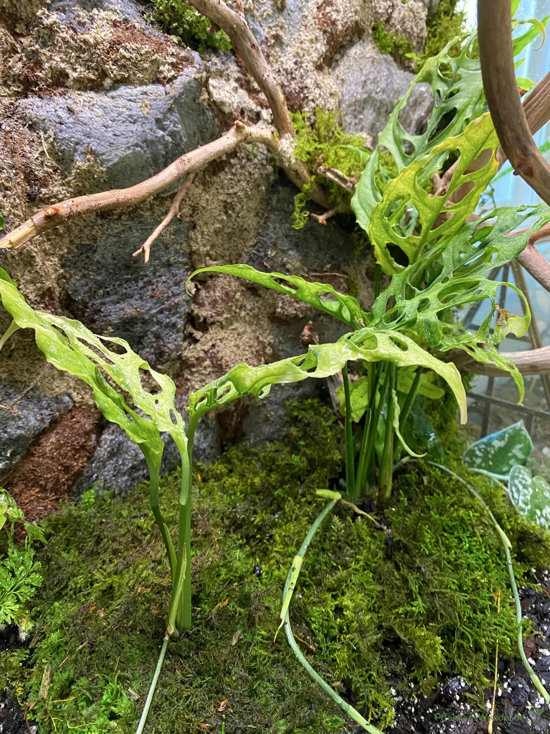 Monstera Obliqua - Pflanzen-Wunder