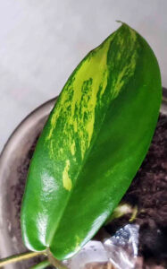 Philodendron Florida Beauty 14 Philodendron Florida Beauty Variegata