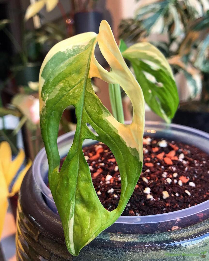 Monstera Adansonii Variegata