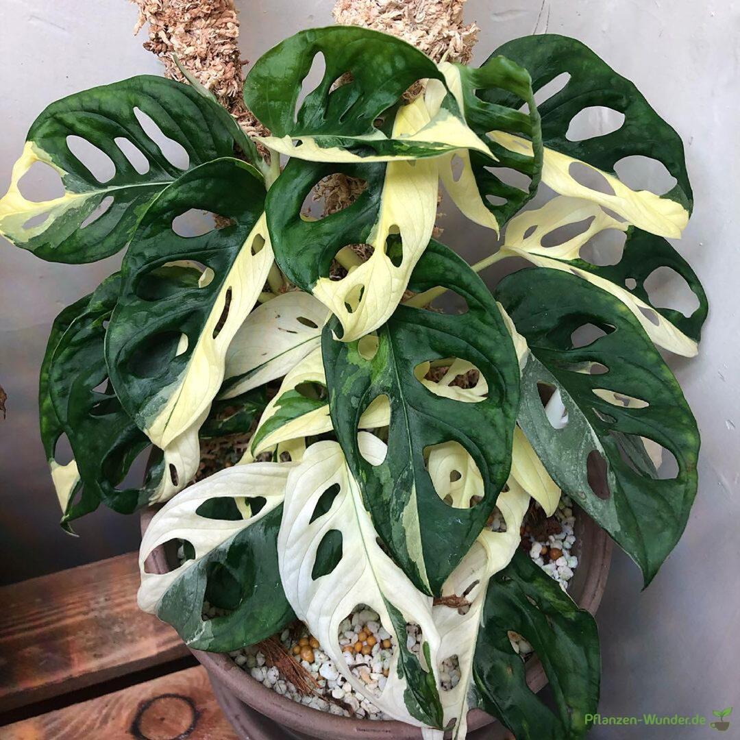 Monstera Adansonii Variegata