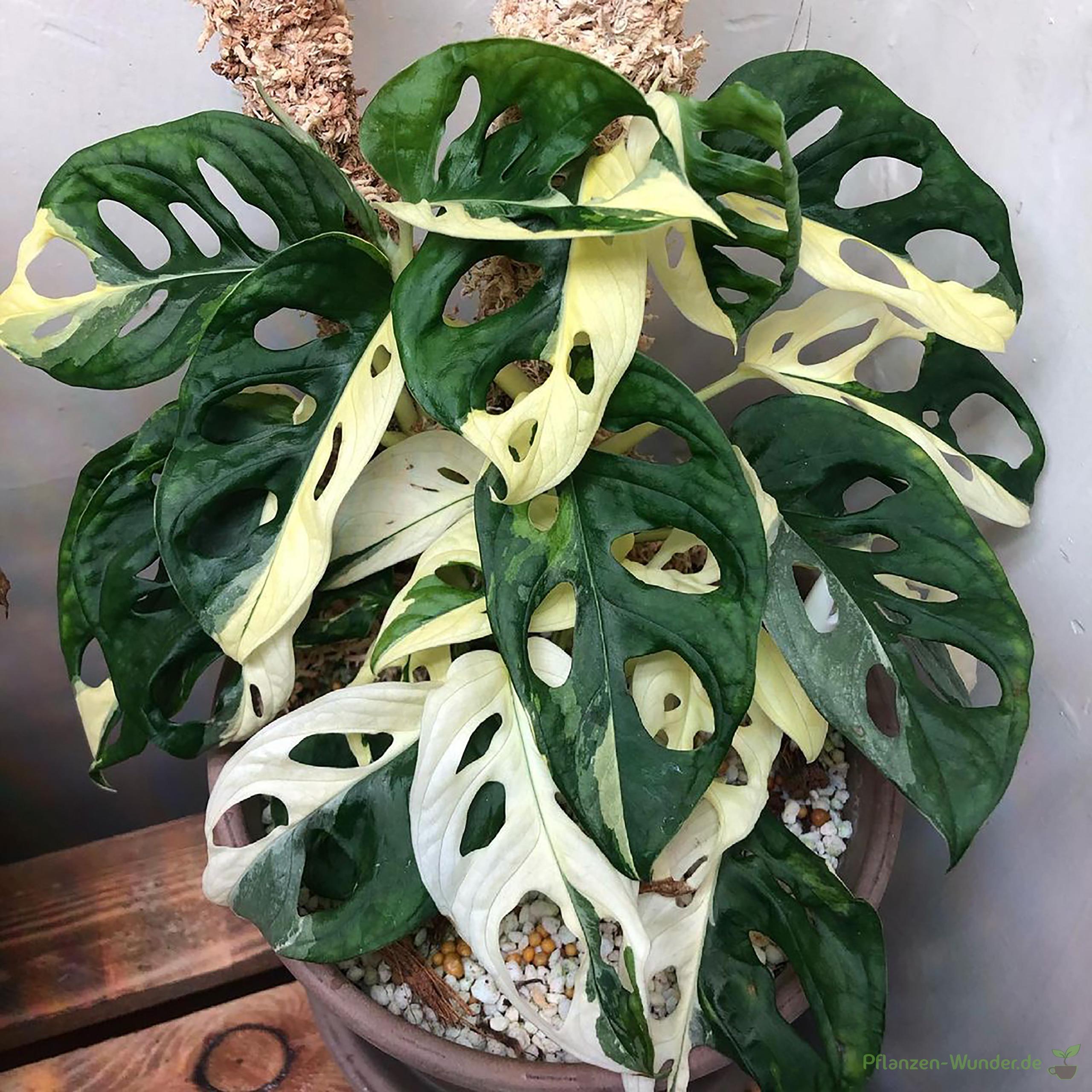 monstera