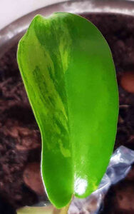 Philodendron Florida Beauty 13 Philodendron Florida Beauty Variegataq