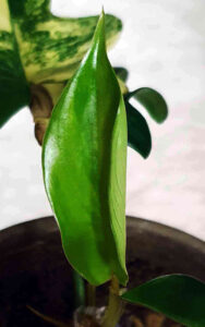 Philodendron Florida Beauty 12