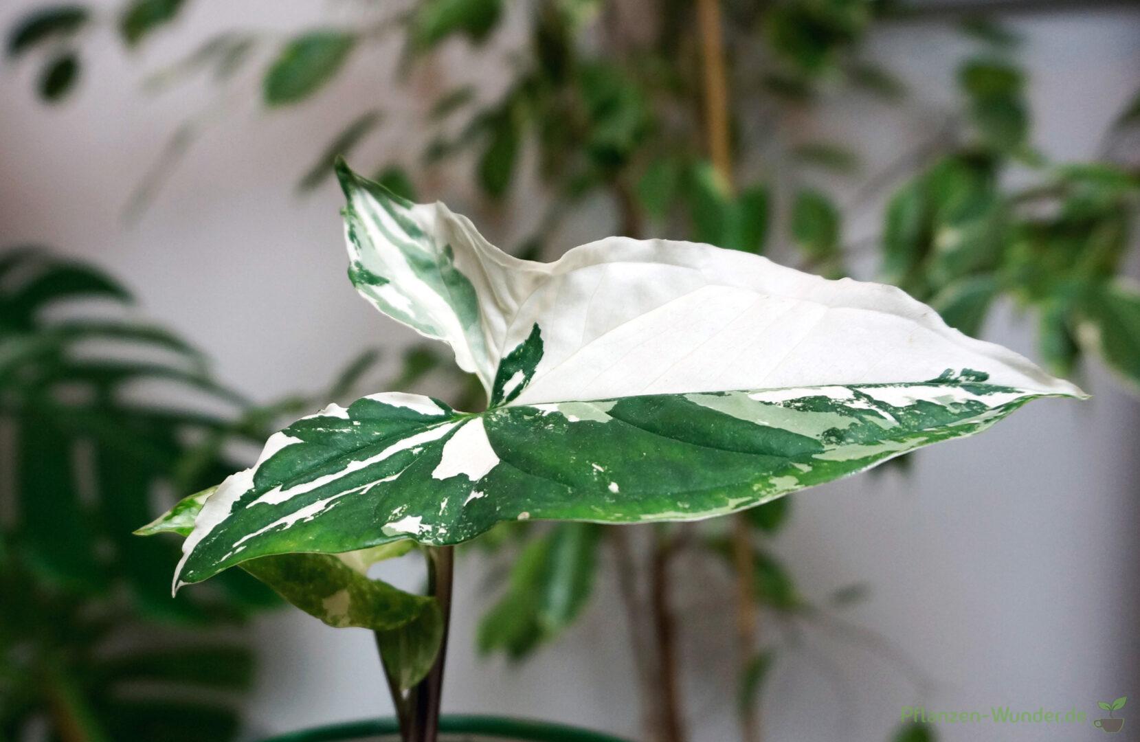 Syngonium Variegata