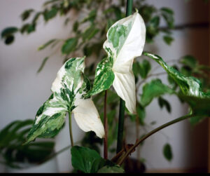 Syngonium Variegata