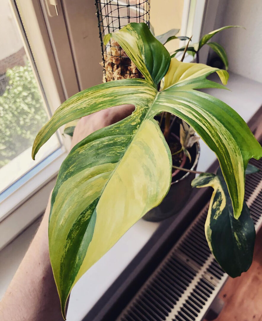 Philodendron Florida Beauty Variegata