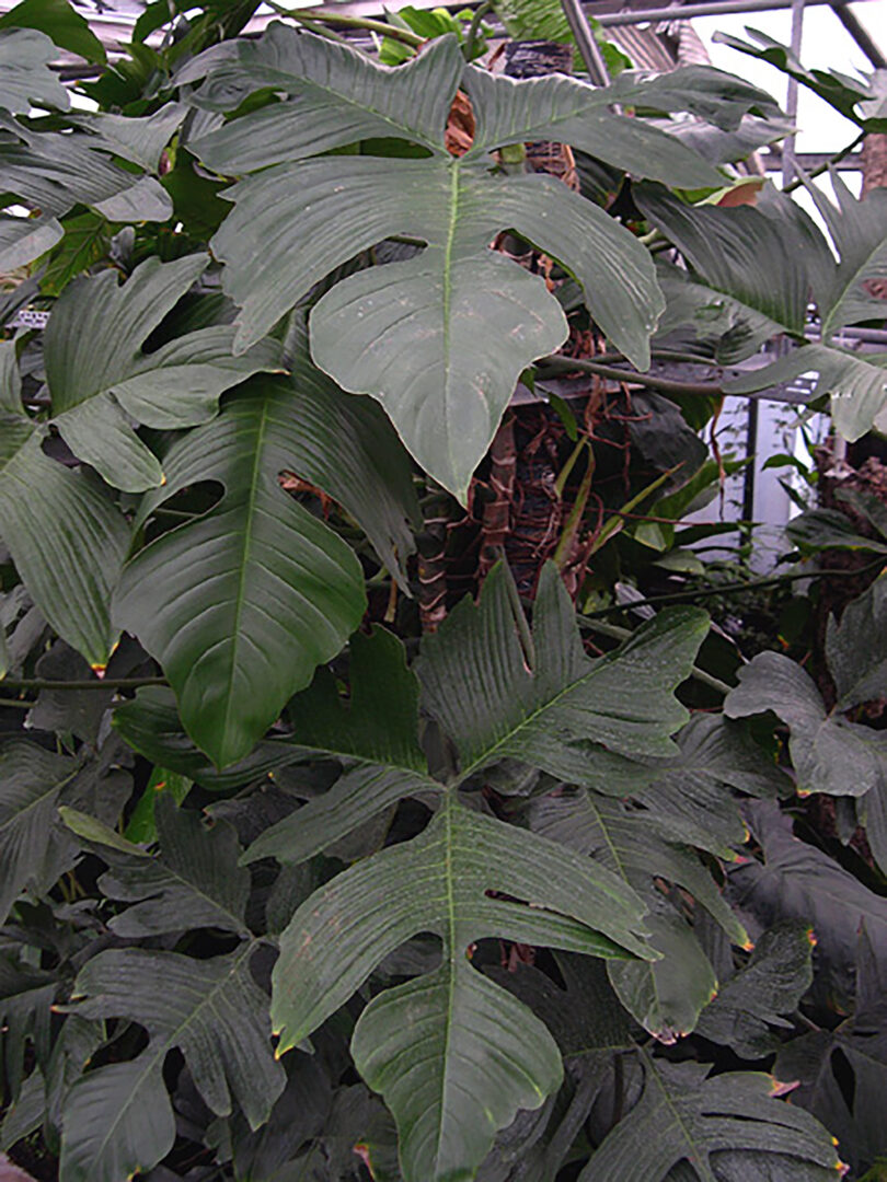 Philodendron Florida Beauty Variegata