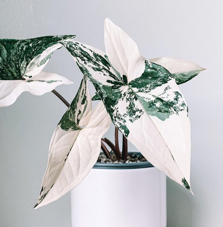 Syngonium Variegata - Pflanzen-Wunder
