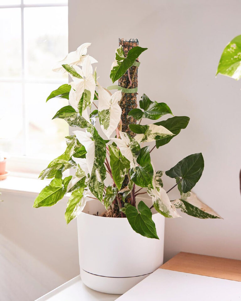 Syngonium Variegata - Pflanzen-Wunder