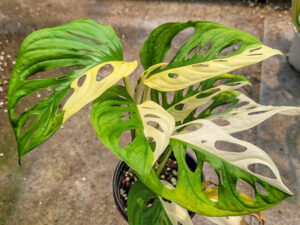 Monstera Adansonii Variegata Prev1