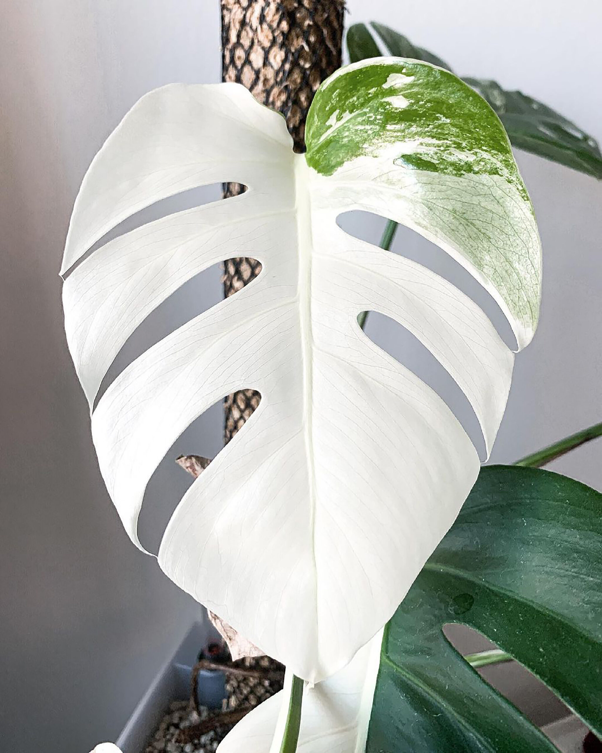 Monstera Variegata - Pflanzen-Wunder