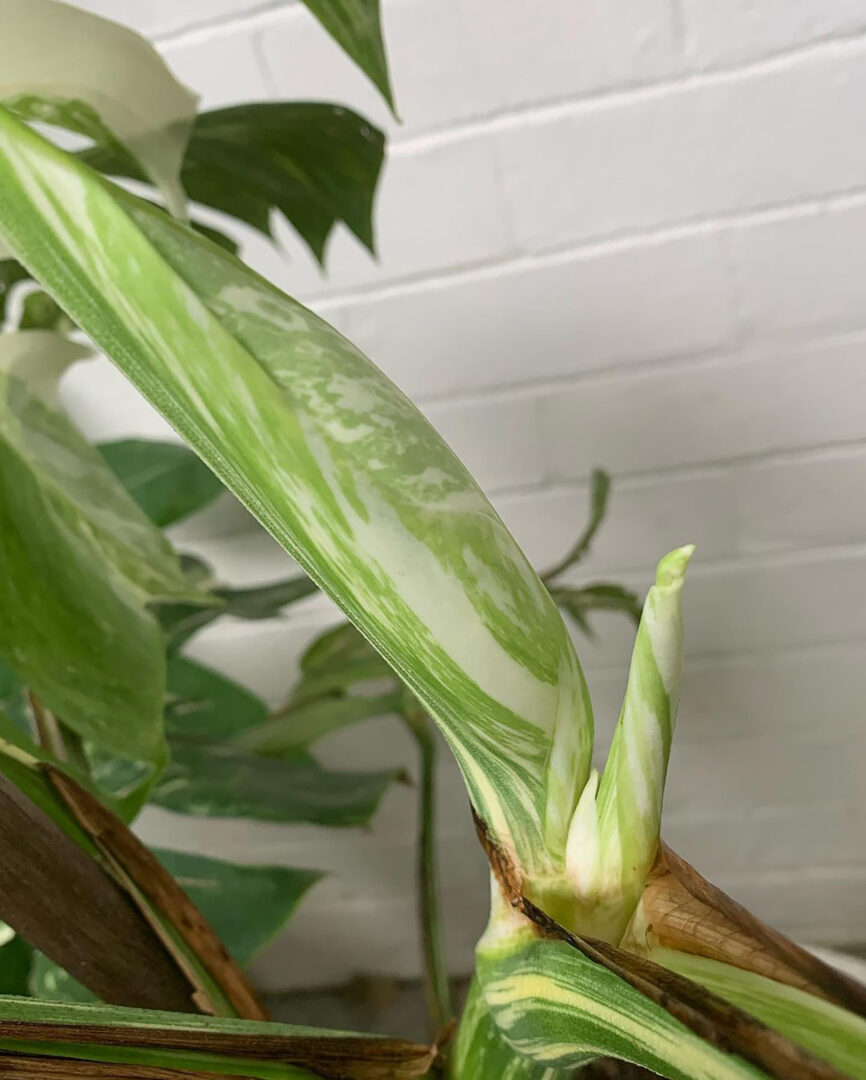 Monstera Variegata Blüte