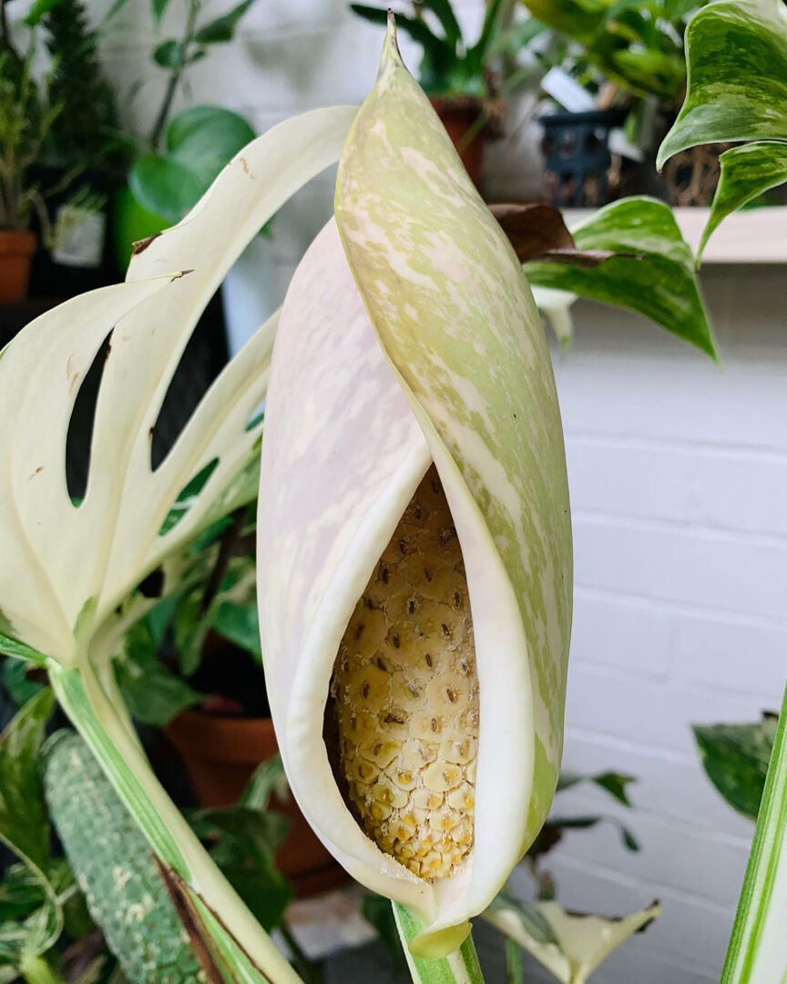 Monstera Variegata Blüte