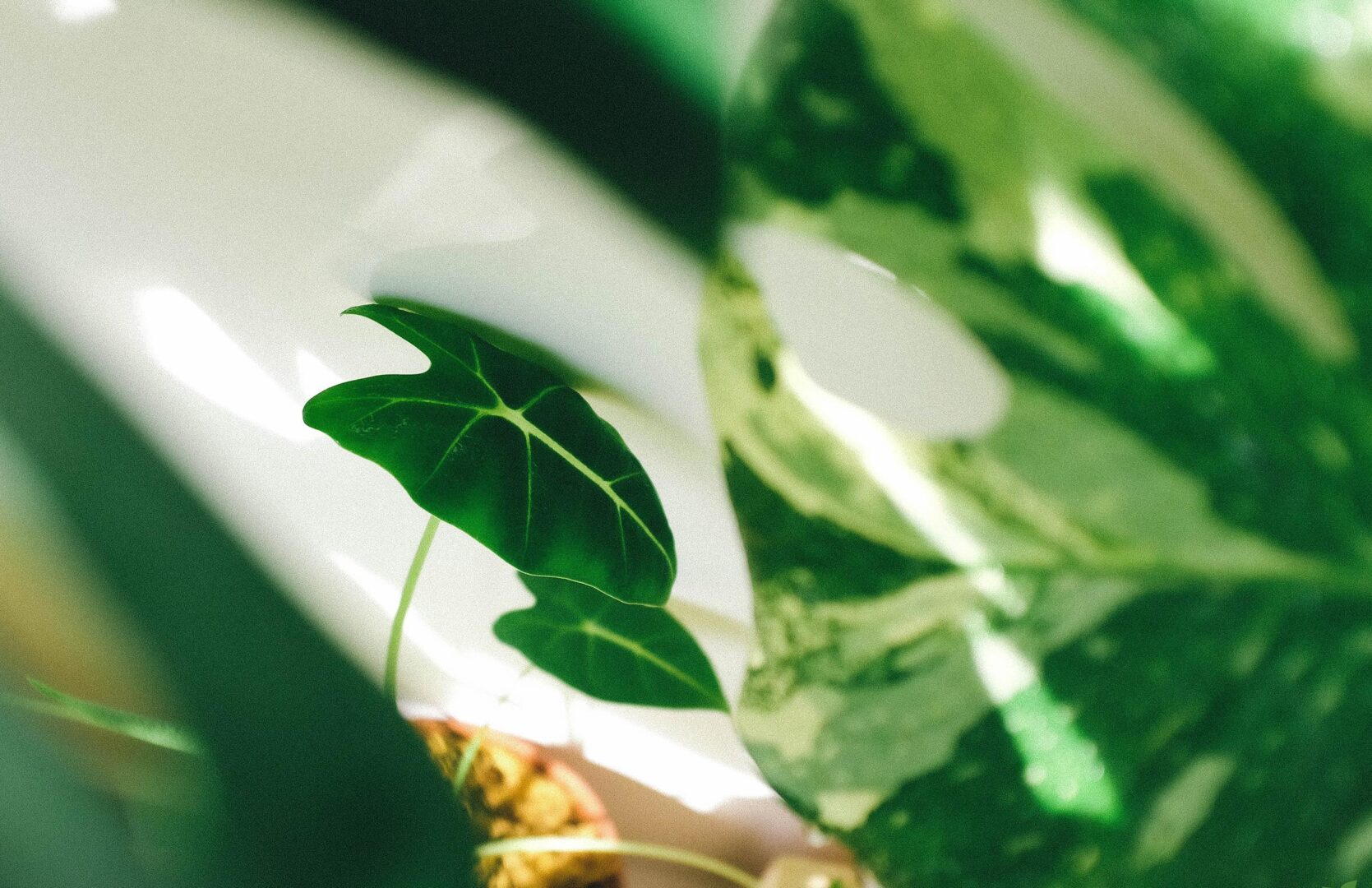 Alocasia Frydek