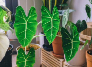 Alocasia Frydek