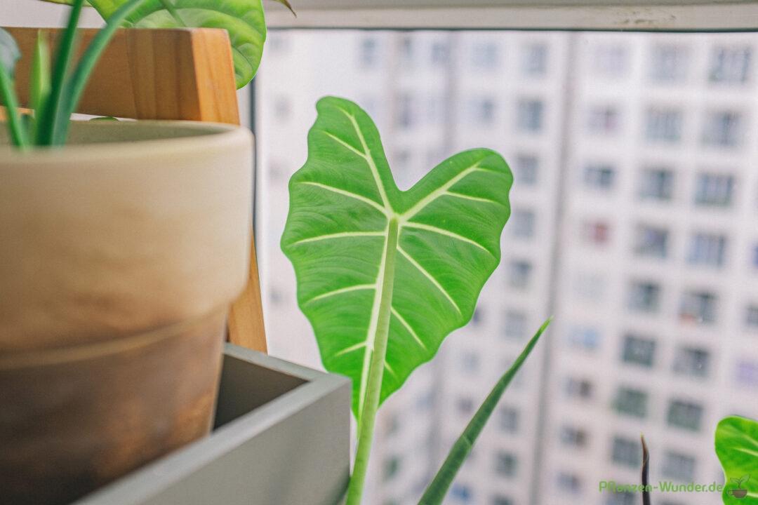 Alocasia Frydek