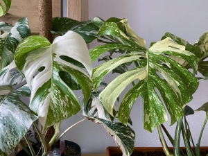 Monstera Thai Constellation Variegata