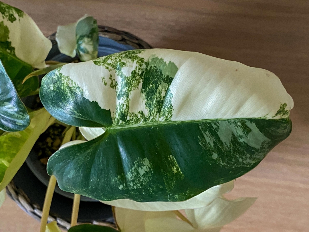Philodendron Burle Marx Variegata