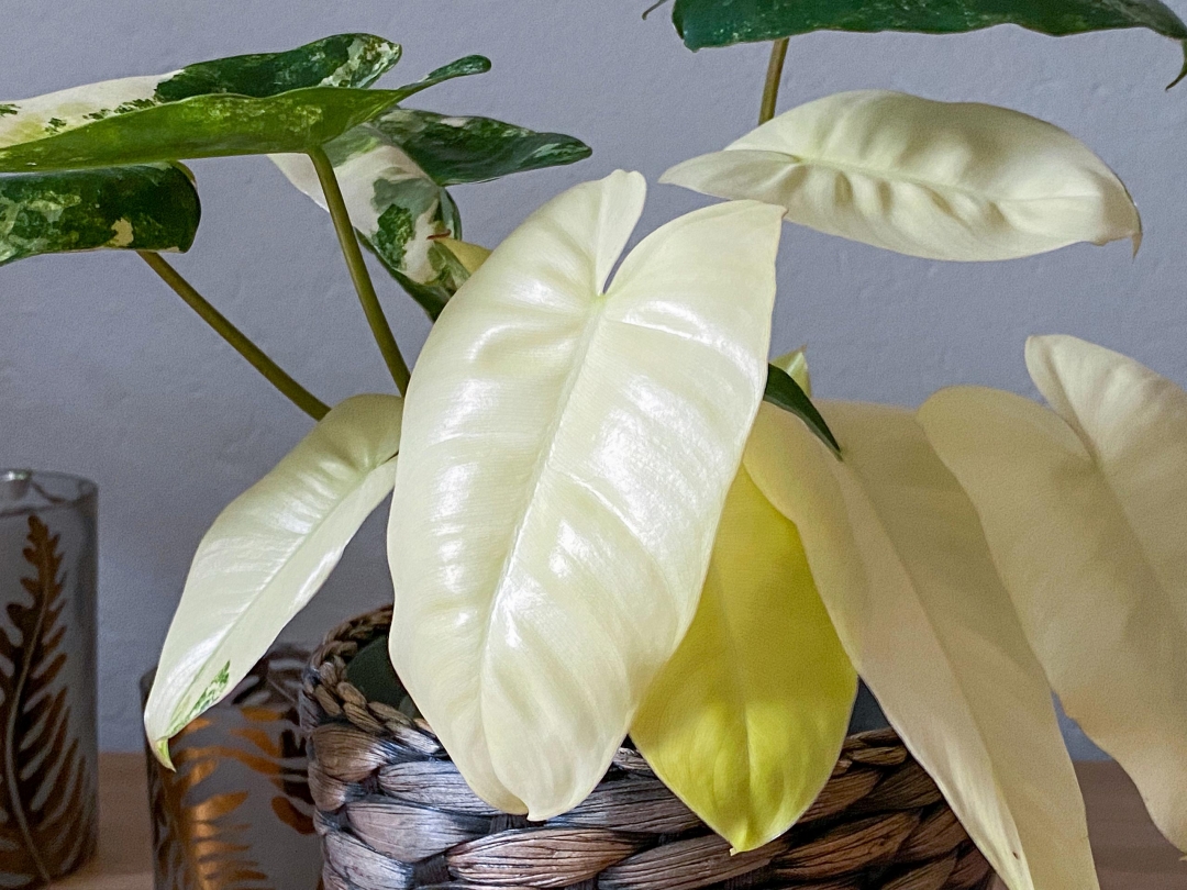 Philodendron Burle Marx Variegata