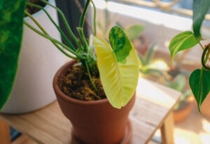 Philodendron Burle Marx Variegata