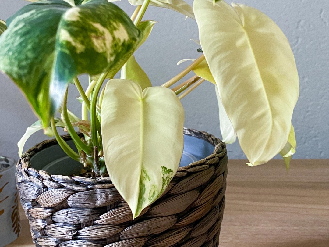 Philodendron Burle Marx Variegata