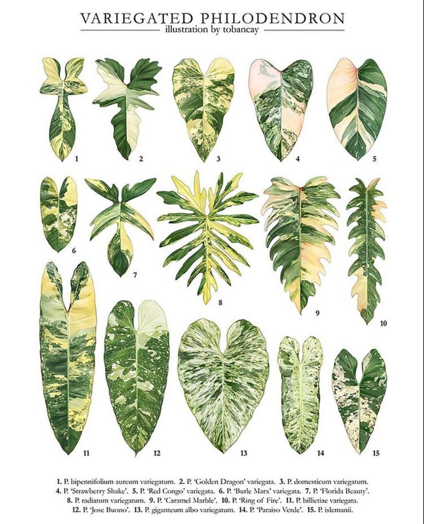 Philodendron Burle Marx Variegata
