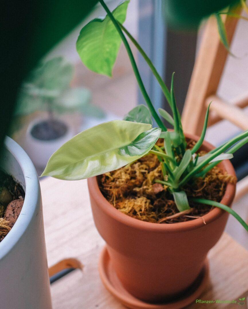 Philodendron Burle Marx Variegata