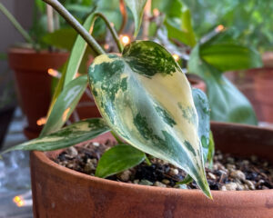 Philodendron Florida Beauty